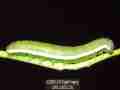 Nearly mature fifth instar Sara Orange-Tip butterfly larvae, filmed 5-22-2008
